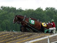 障害を登る馬たち