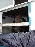 （東海）ダービー馬チアズサイレンス