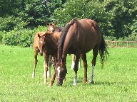 メジロ牧場伊達の繁殖牝馬ととねっこ