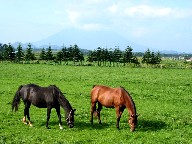 メジロ牧場洞爺（後ろは羊蹄山）