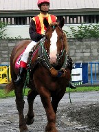 騎手と大きさを比べると巨大さが分かる