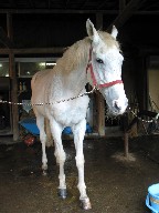 乗馬として働くスダホーク20歳